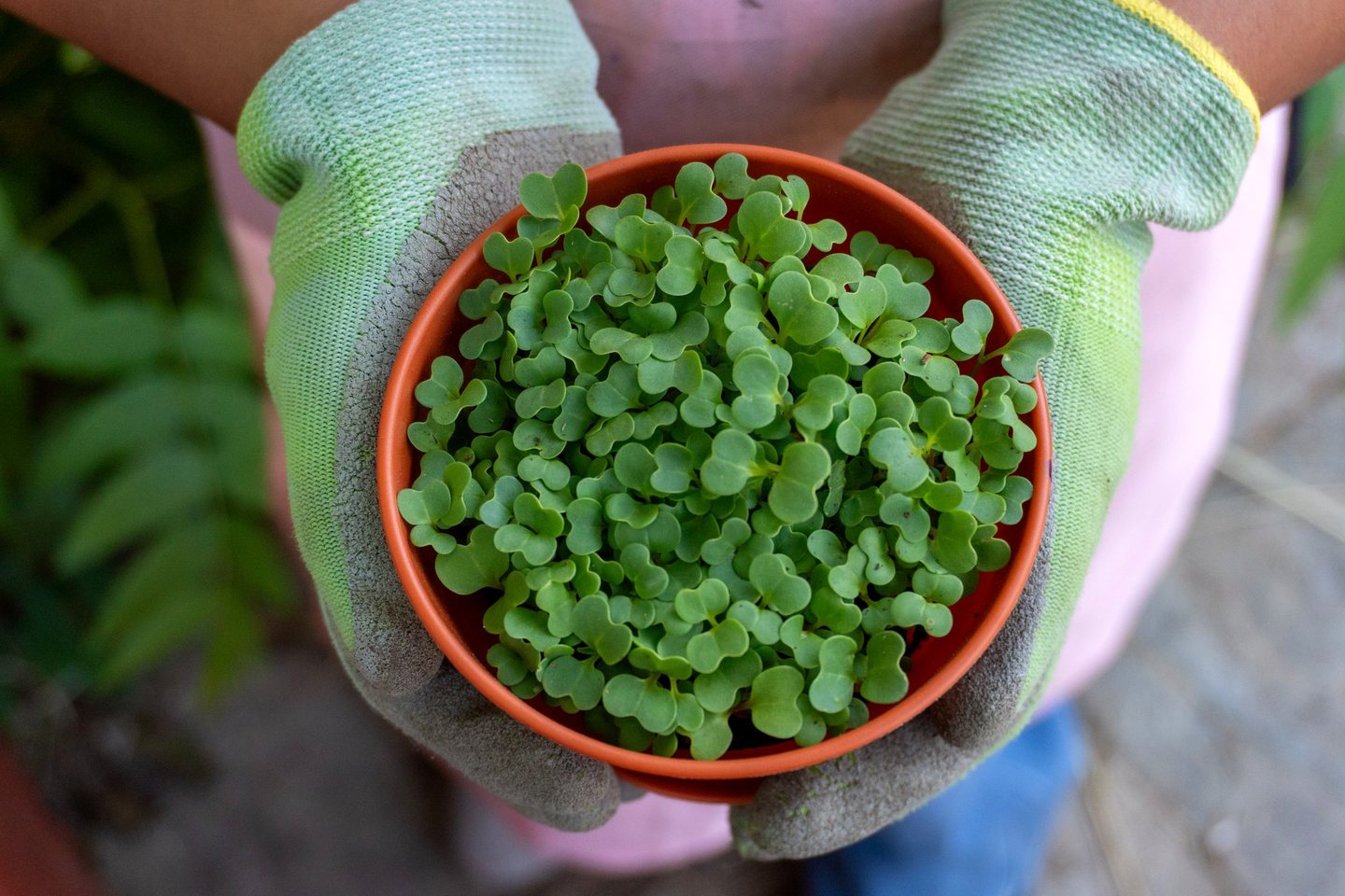 Gloved hands holding a small pot of seedlings