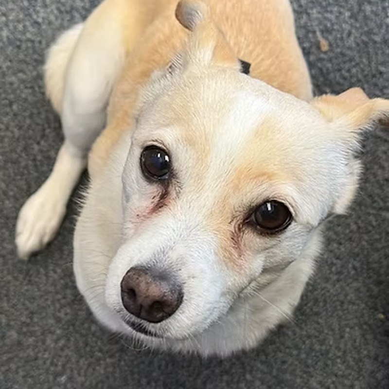 Ethel, the Hope Horizon office dog and Head of Security